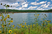 Morphy Lake and sunflowers