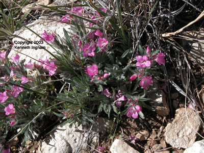 These <em>Stenandrium barbatum</em>, commonly called Shaggy Narrowman, are a very showy addition to the trails around Carlsbad when they're blooming in the spring.  This one was taken on the <a href="http://www.explorenm.com/hikes/RattlesnakeCanyon/">Rattlesnake Canyon</a> hike, Carlsbad Caverns National Park, in April. 