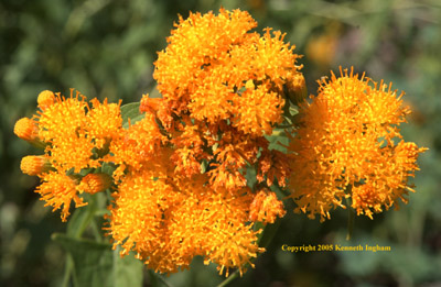 Overview of taperleaf flowers, <em>Pericome caudata</em>.

