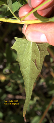 Back of the taperleaf leaf and stem, <em>Pericome caudata</em>.

