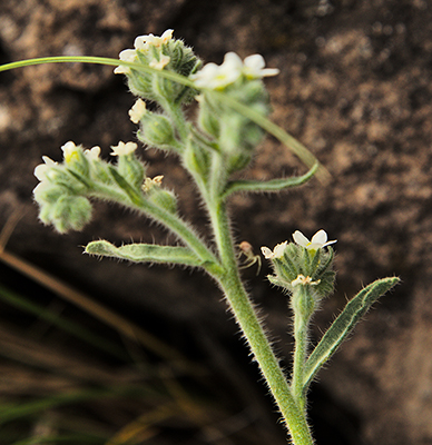 Closeup of the stem of <em>Cryptantha crassisepala</em>.



