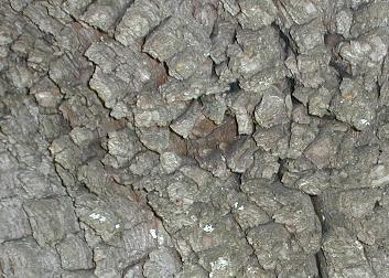 Closeup of alligator bark juniper <em>Juniperus deppeana</em>, showing the bark.