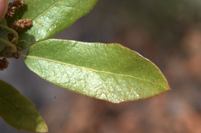 front of the leaf of <em>Quercus grisea</em>
