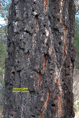 Close-up of the bark of <em>Pinus leiophylla var. chihuahuana</em>.
 
