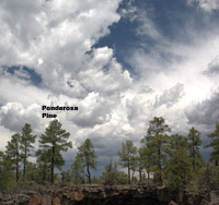 Overview of ponderosa pine <em>Pinus ponderosa</em>.