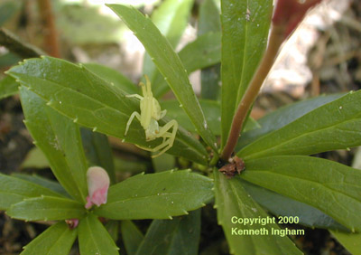 Overview of leaves of pipsissewa, Chimaphila umbellata. 
