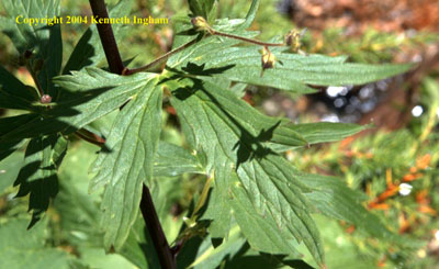 Close-up of a monkshood, <em>Aconitum columbianum</em> leaf.

