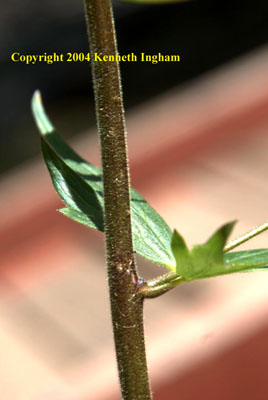 Close-up of a monkshood, <em>Aconitum columbianum</em> stem.

