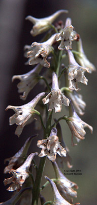 Closeup of Wahatoya Creek larkspur or robust larkspur flowers, D.
robustum.

