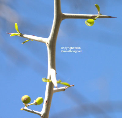 leaves on thorns of lotebush

