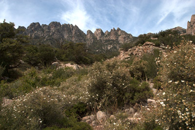 View of several Apache plume shrubs, <em>Fallugia paradox</em> in front of the backdrop of the Organ Mountains.