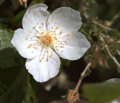 Closeup of a flower of the Apache plume shrub, <em>Fallugia paradox</em>.  
