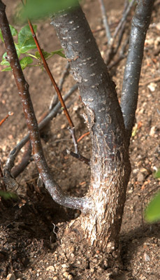 Trunk of <em>Ptelea_trifoliata</em> showing bark.



