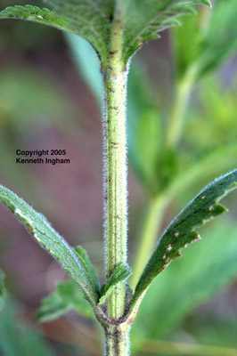 Close-up of a stem of Spike verbena, Verbena macdougalii.

