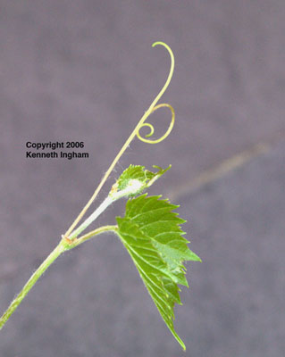 Closer view of tendrils of <em>Vitis arizonica</em>.

