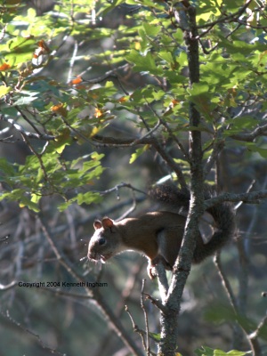 A squirrel in the campground
