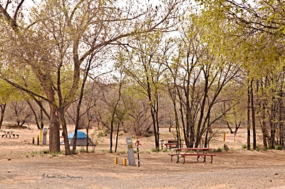 a tent under elm trees
