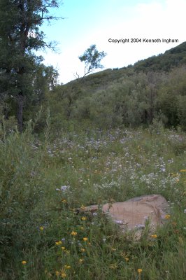 Wildflowers in the campground
