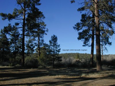 Campground view
