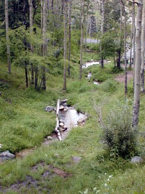 One of the two streams in the campground
