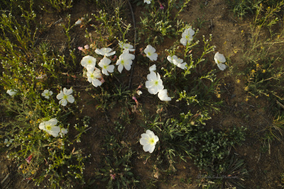 Oenothera caespitosa (tufted evening primrose, desert evening primrose, rock-rose
evening primrose, or fragrant evening primrose)
