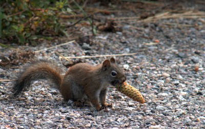 A squirrel with a pine cone in its mouth
