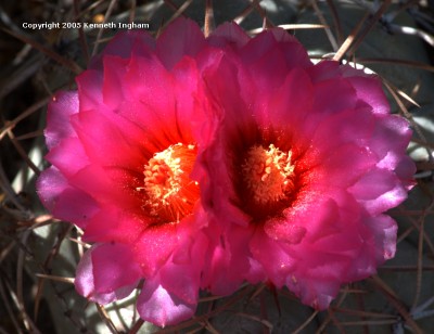 blossoms of a turk's head cactus
