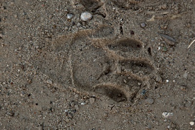 pawprint in sand
