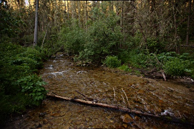 stream in the forest
