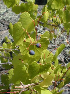 Wild grapes
