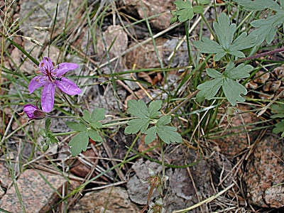 Geranium richardsonii
