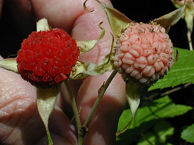 Thimbleberries
