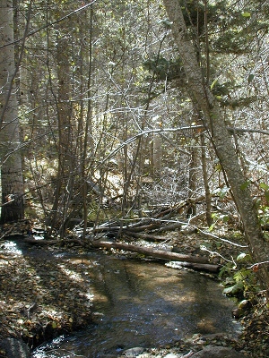 Tesuque Creek
