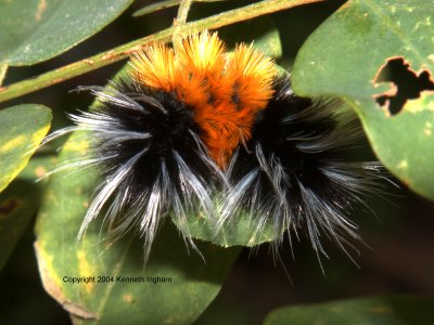 wooly caterpillar
