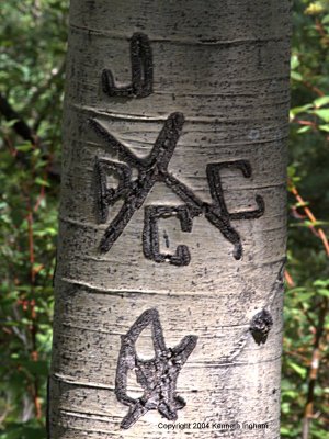 grafiti on an aspen
