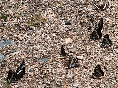 Butterflies drinking along Columbine Creek
