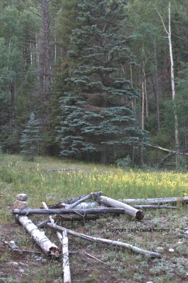 meadow full of butter and eggs flowers
