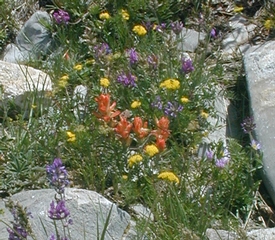 wildflowers along the Crest Trail
