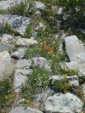 wildflowers along the Crest Trail
