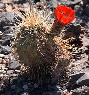 claret cup cactus blooming
