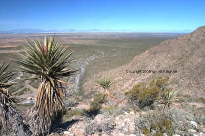 Yucca torreyi and the Tularosa basin
