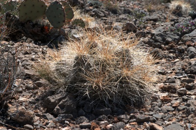 strawpile cactus
