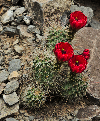 Claret cup cactus (Echinocereus triglochidiatus)
