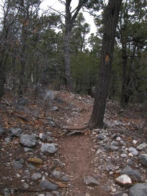 A diamond-blazed tree along the Faulty Trail
