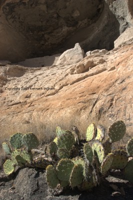 prickly pear in front of a closed cave containing a dwelling
