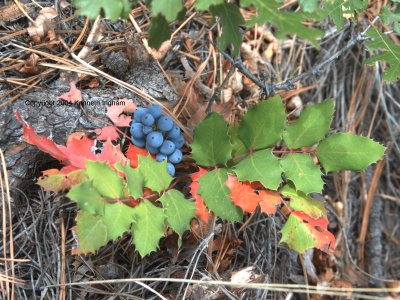 Oregon grape
