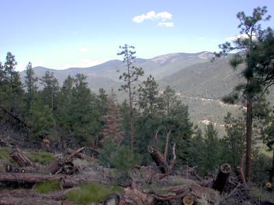View east from the trail, showing winter-damaged trees
