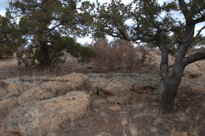 Lichen-covered sandstone rocks and pinon trees provide a study in colors
and textures.
