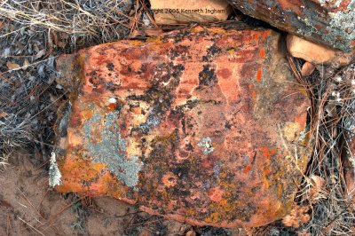 A sandstone rock with colorful lichen and weathering patterns.
