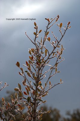 backlit mountain mahogany with dark stormclouds behind it.
